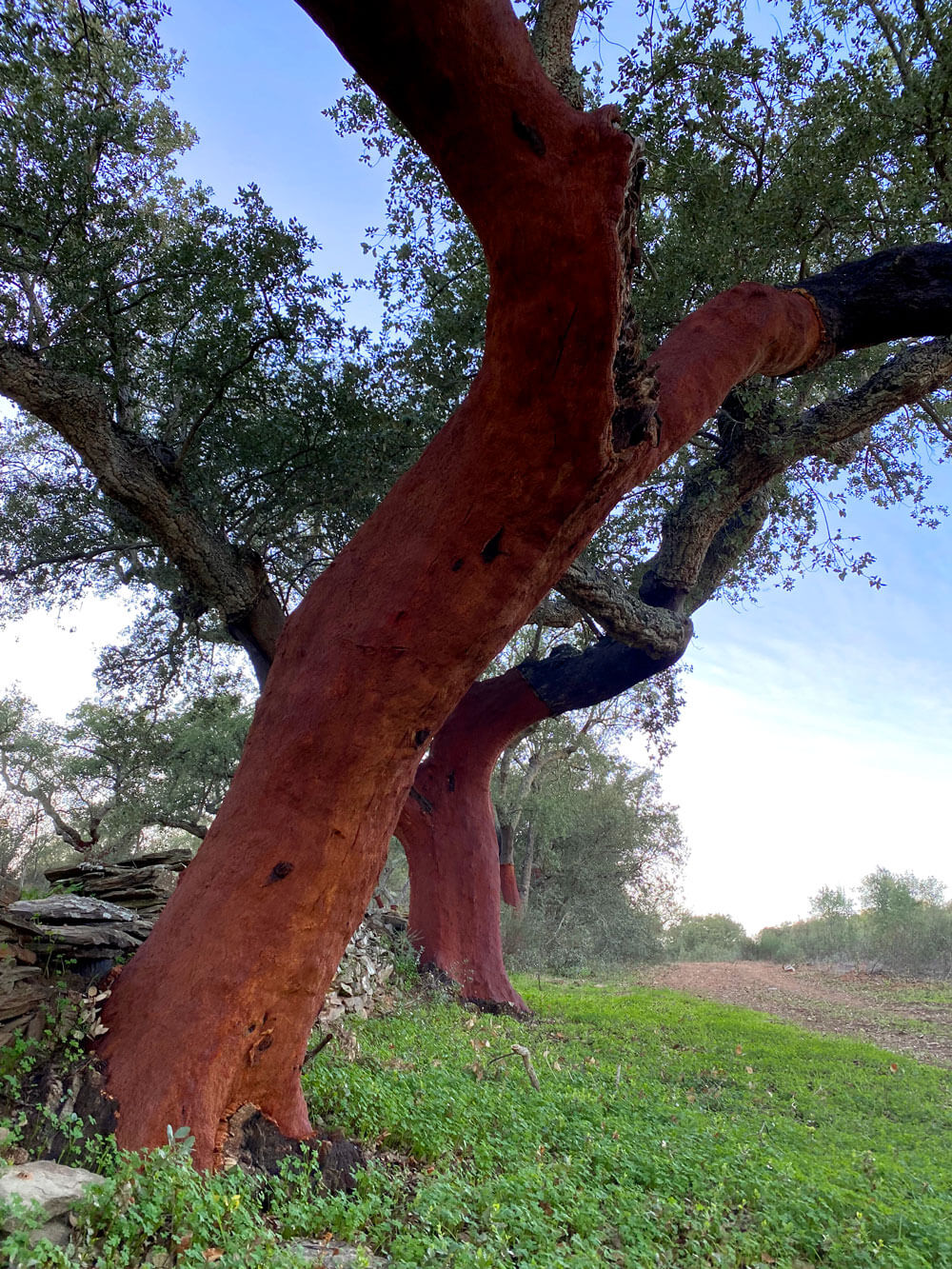 Cork Trekking: Stripping and the Cork Trees in Portugal